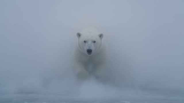 A polar bear emerging from the fog